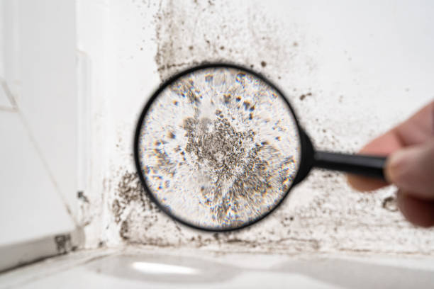 Reliable Olga, FL Mold Prevention & Removal  Solutions