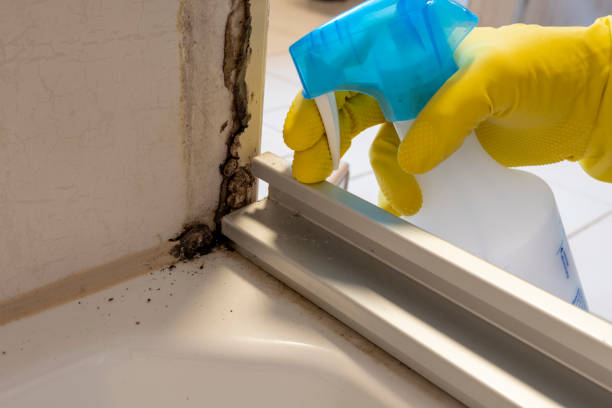 Asbestos and Lead Testing During Mold Inspection in Olga, FL